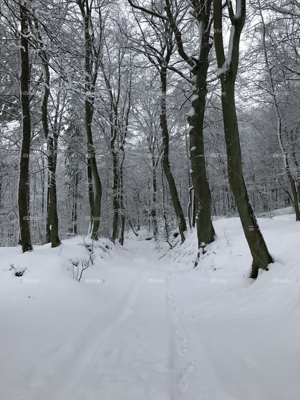 Snow, Winter, Cold, Wood, Frost