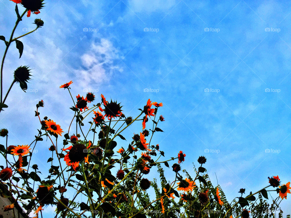 Sunflowers in an autumn sky