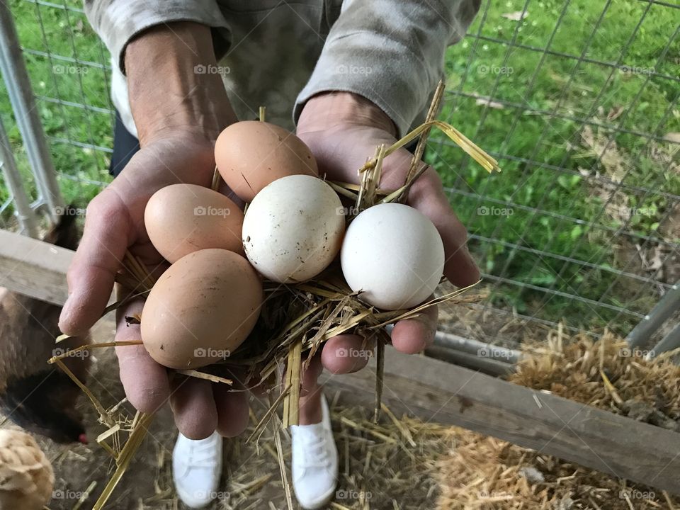 Person holding fresh brown eggs in hand