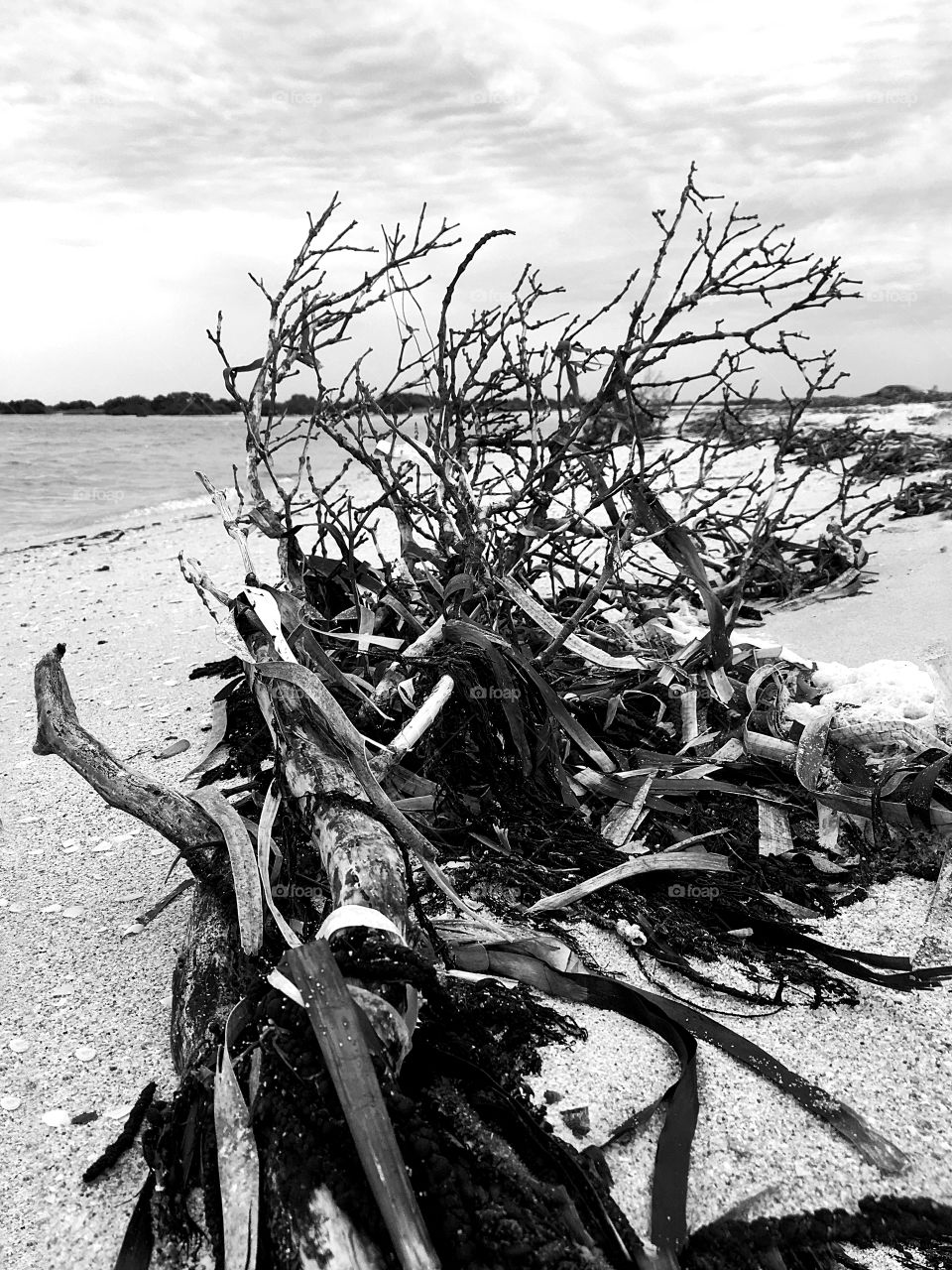 Dead mangrove bush on the beach southern Australia 