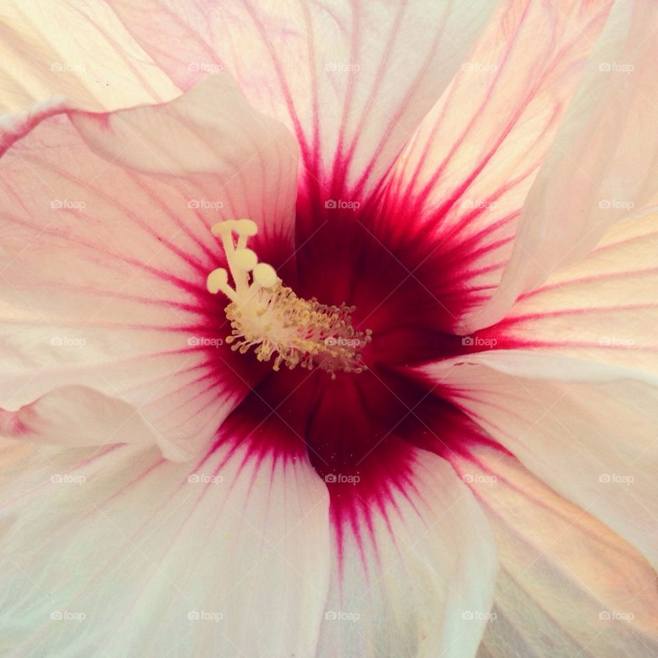 Pink and White Hibiscus