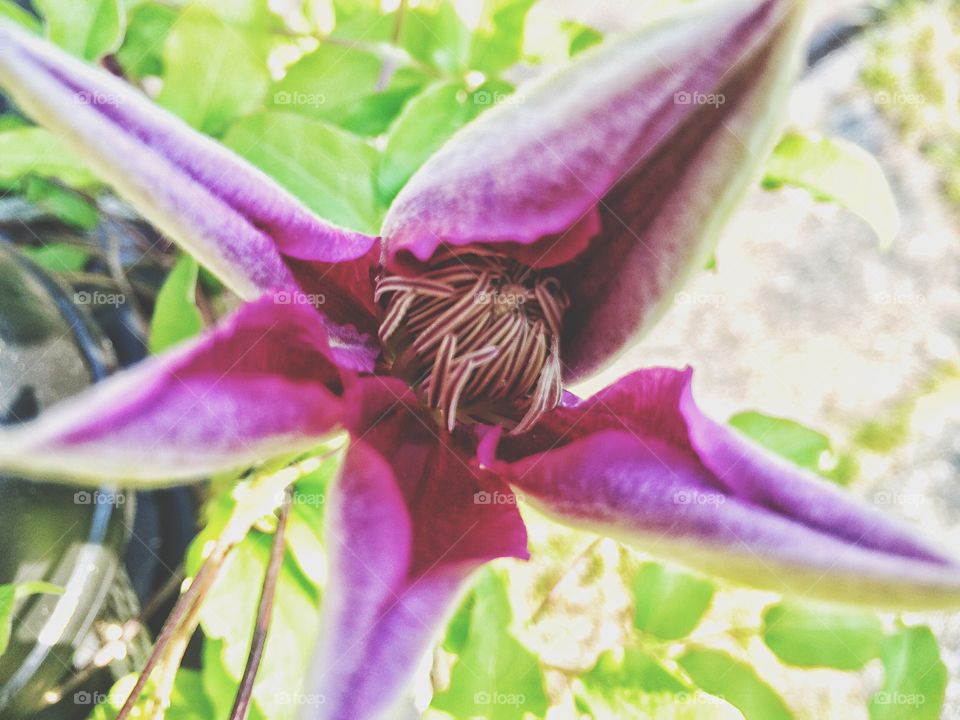 Clematis