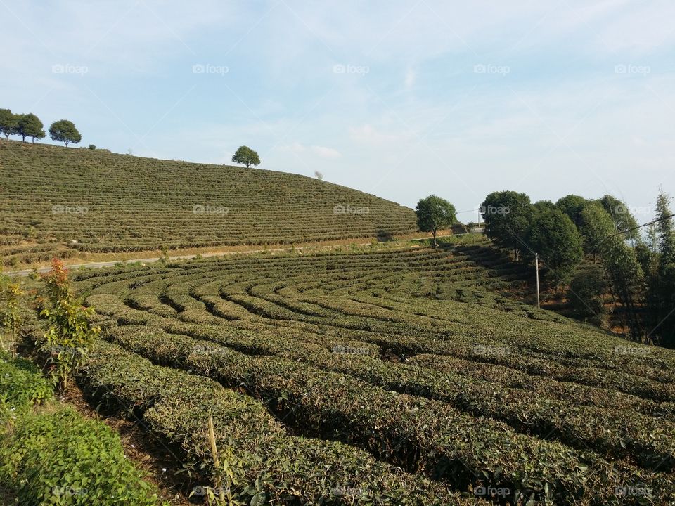 Yunnan Burma border Bulang Mountains Xishuangbanna China Puer Tea countryside