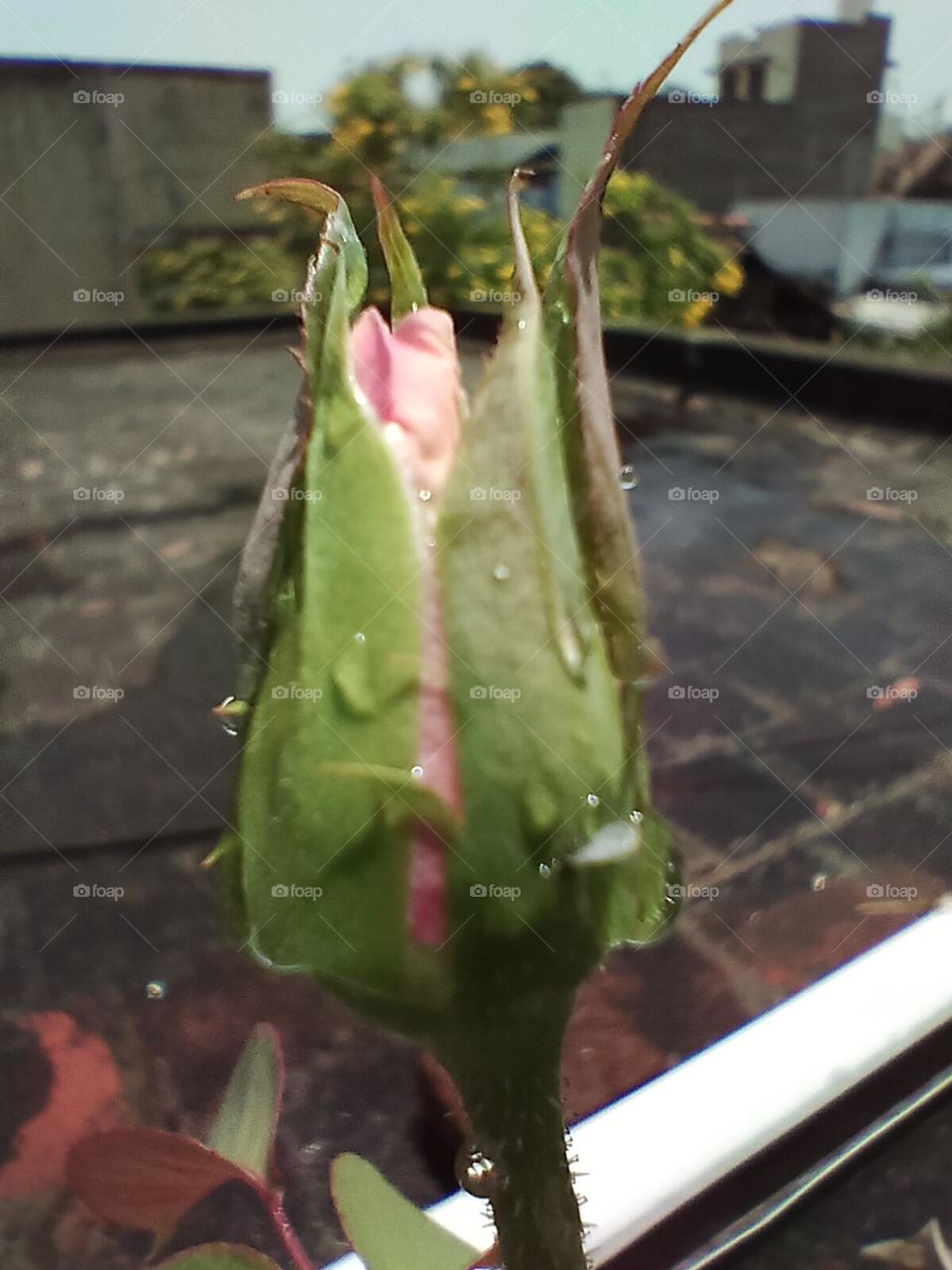 rose bud