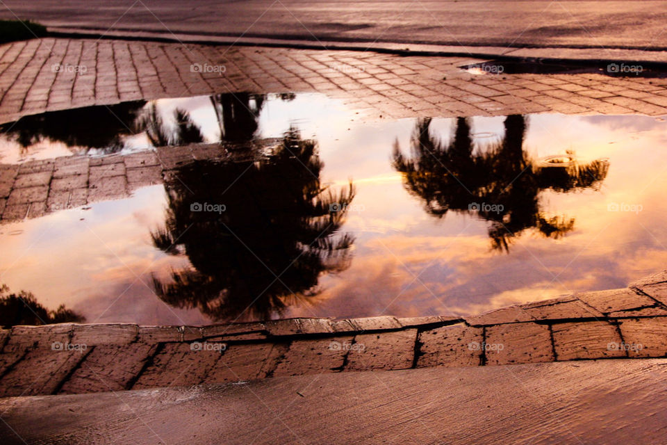 palm reflection puddle by dodsongallery