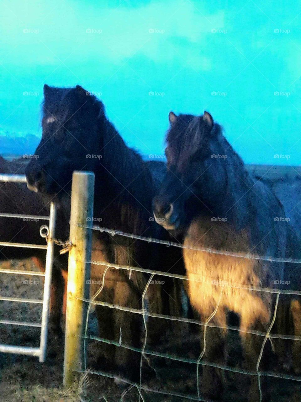 Icelandic horses