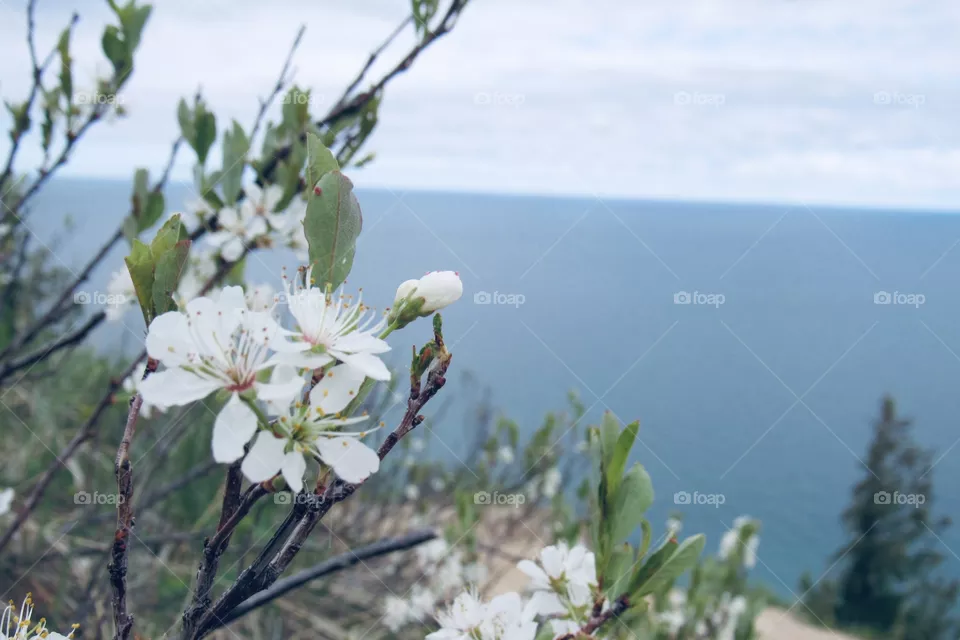 Flowers and lake