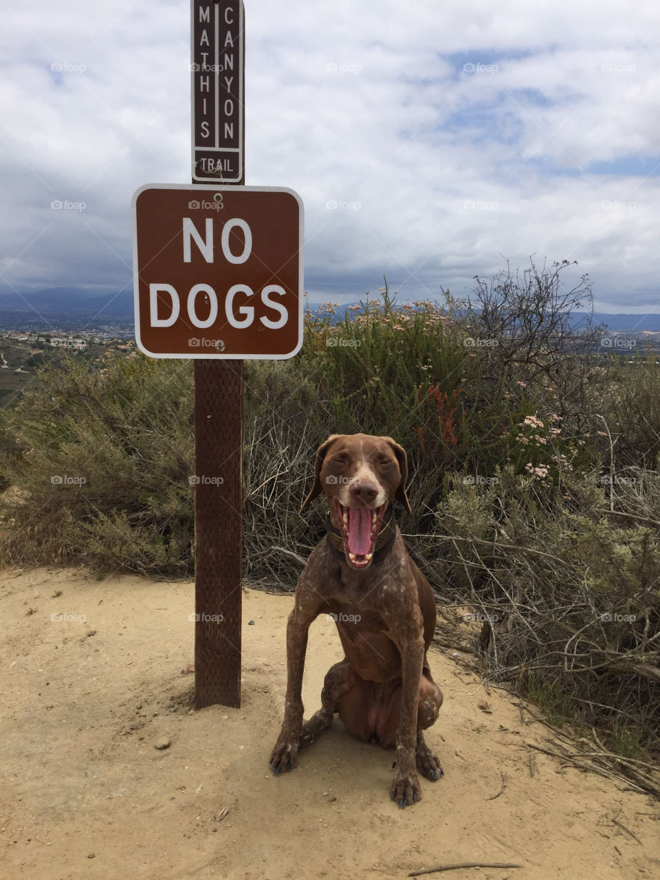No dogs allowed...