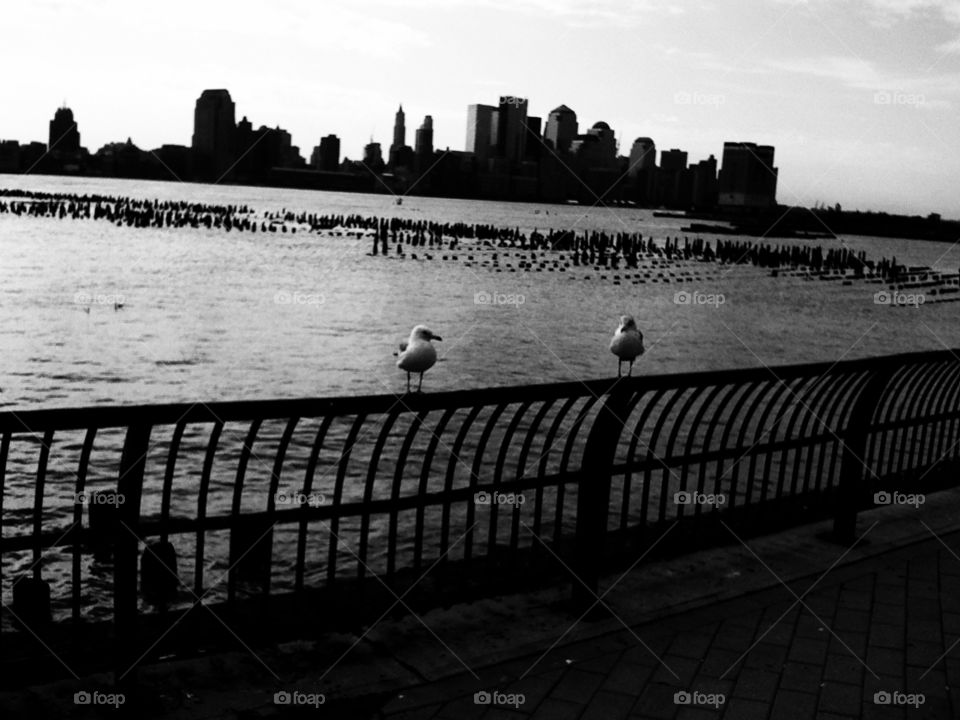 new york ocean nature birds by IphonePhotographer