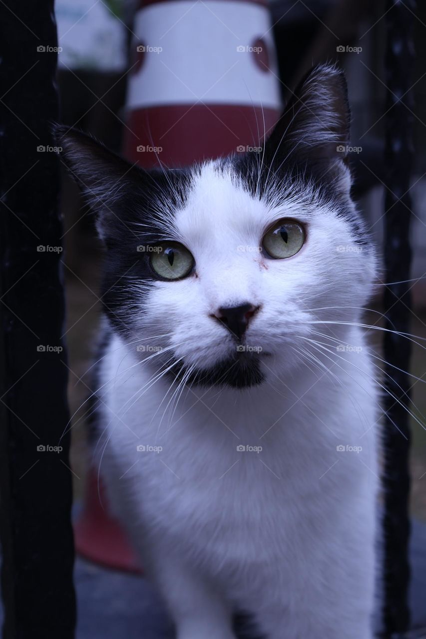 Green eyes white and black cat