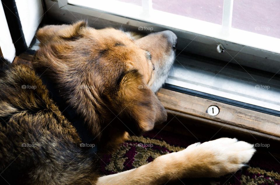 View of dog looking outside