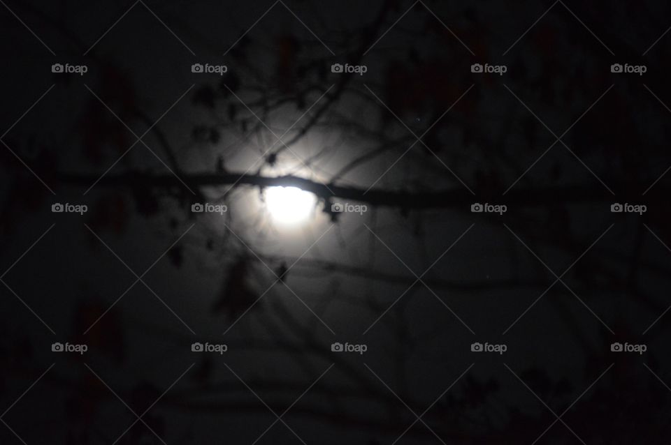 Trees blocking full moon