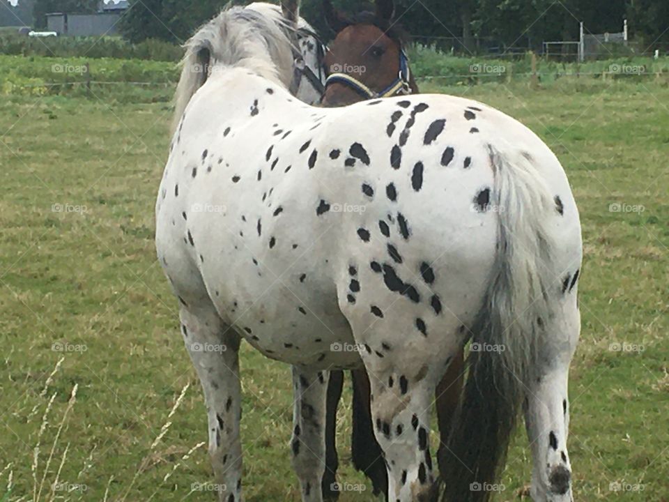 Two horses  love eachother