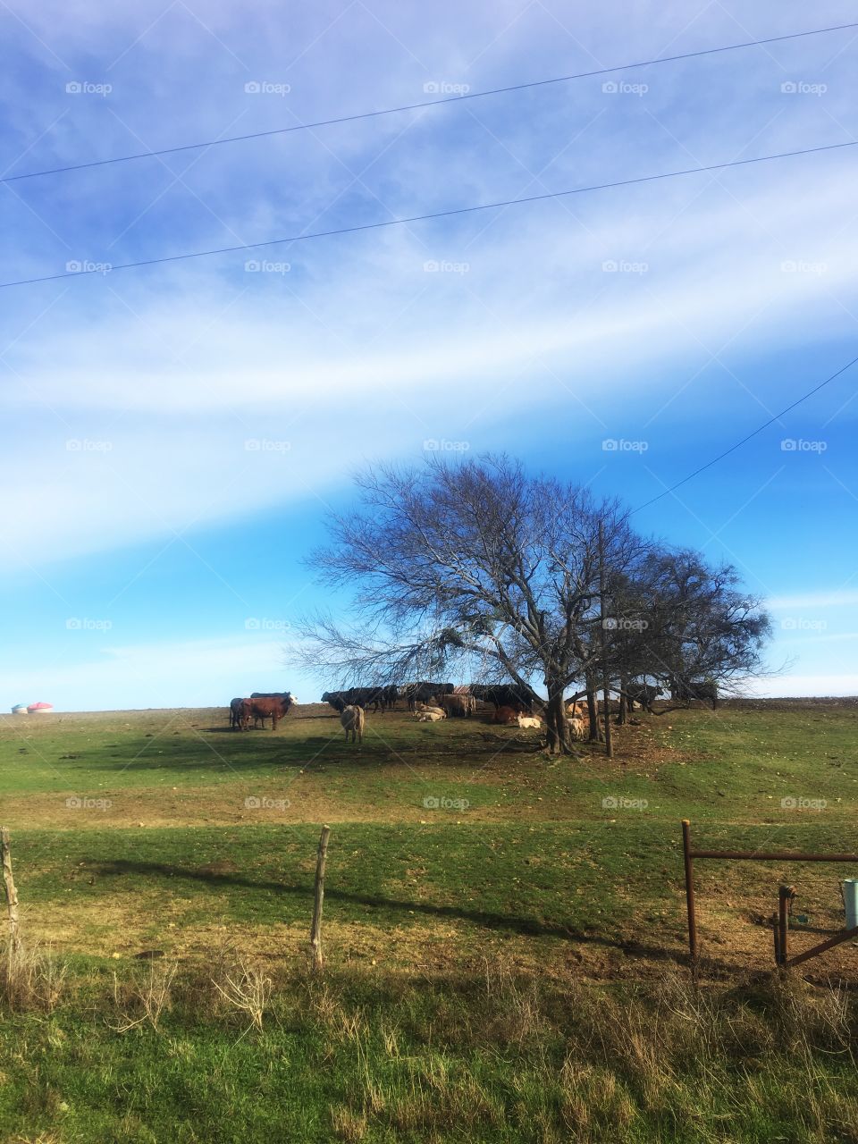 Gathering around the tree