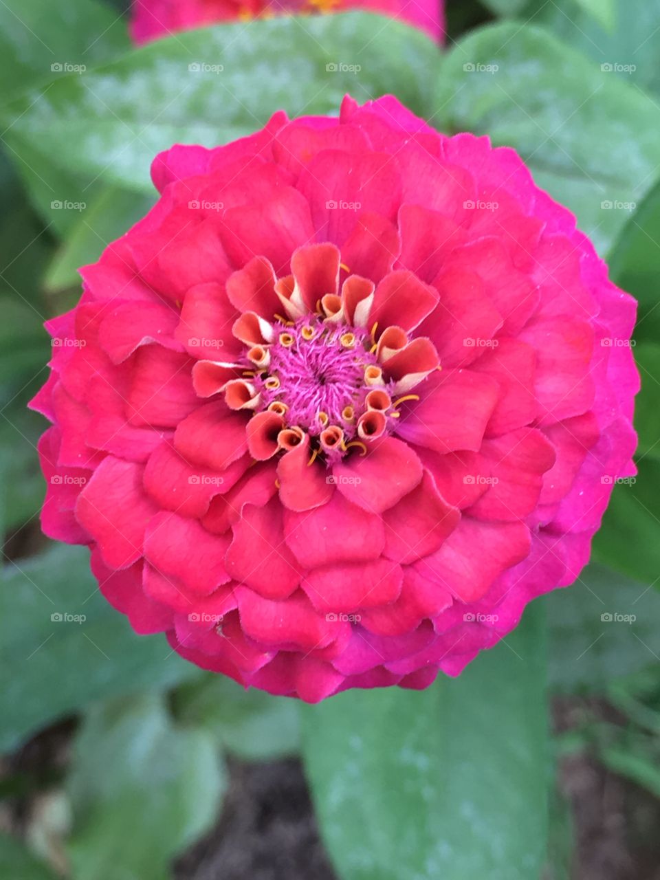 Pink Zinnia