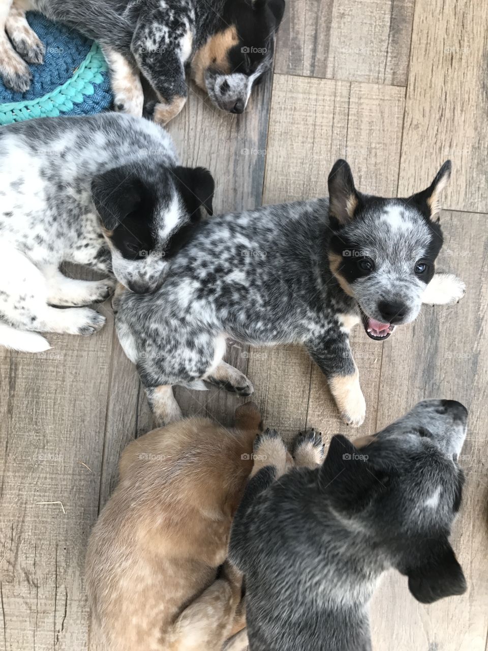 Puppies | Australian Cattle Dog