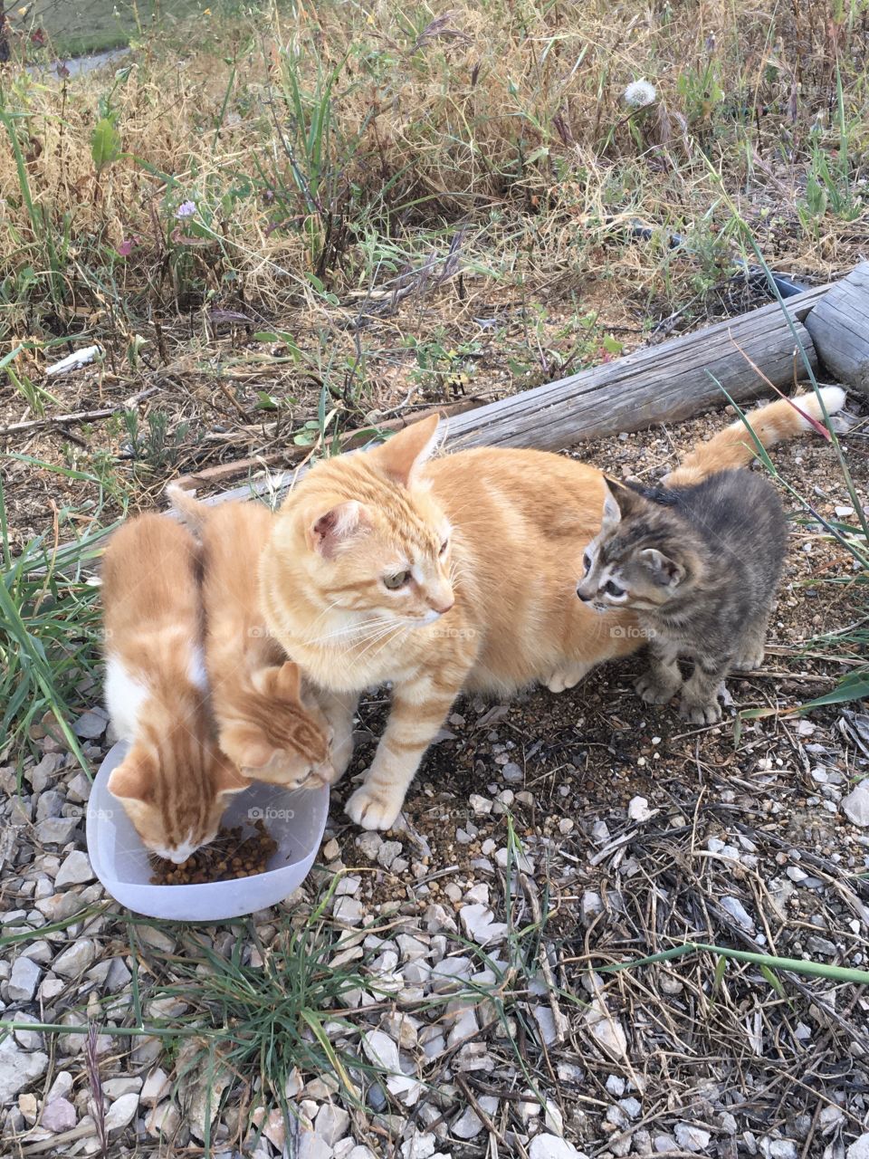 Fooding kittens with Mother cat 