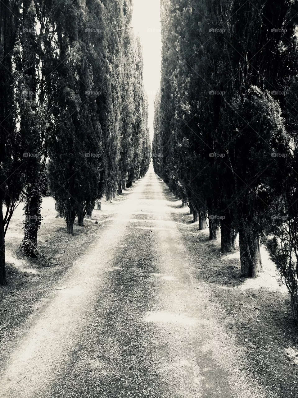  Viale