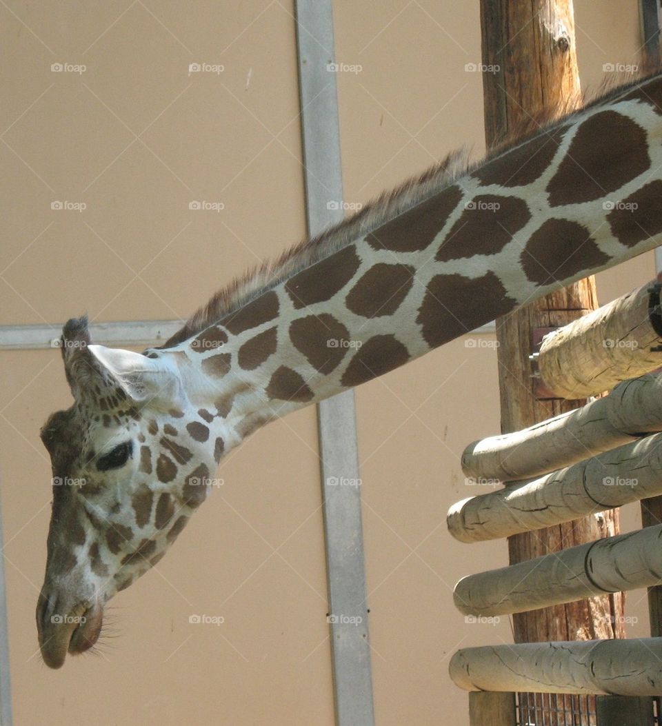 Giraffe Reach