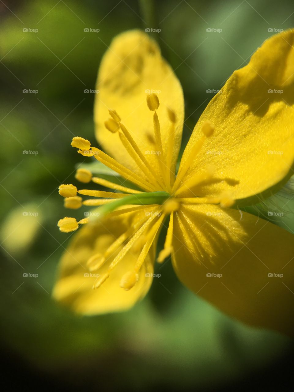 Yellow buttercup macro