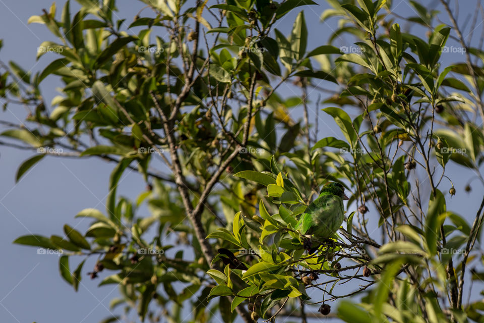 Bird on the branch of the tree