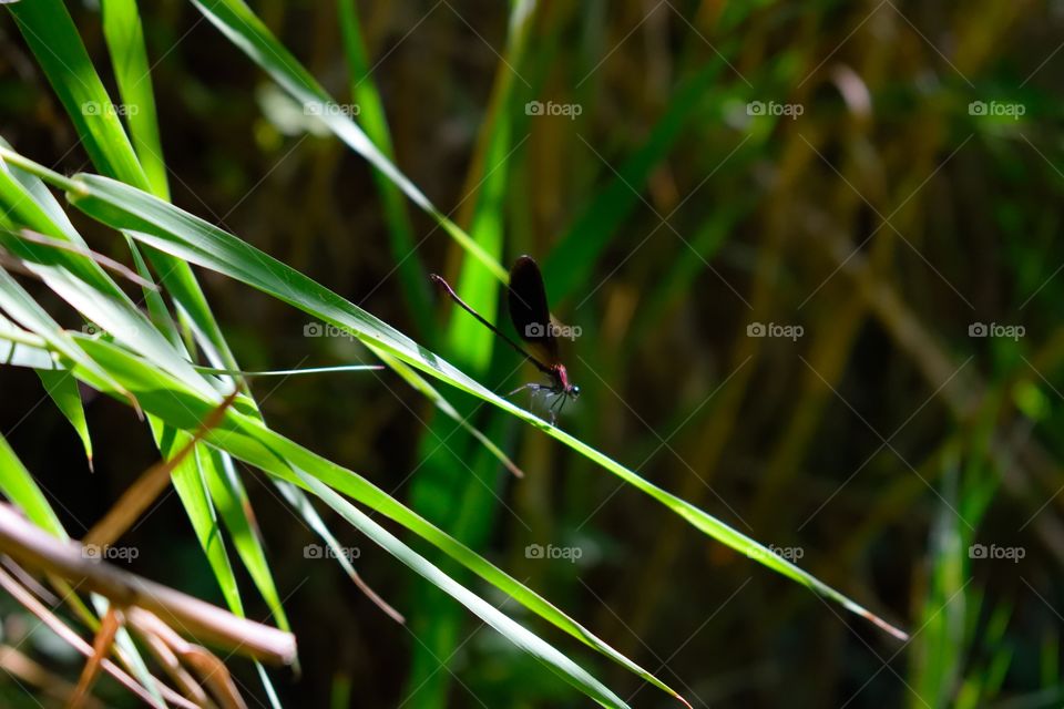 little dragon-fly on a leaf