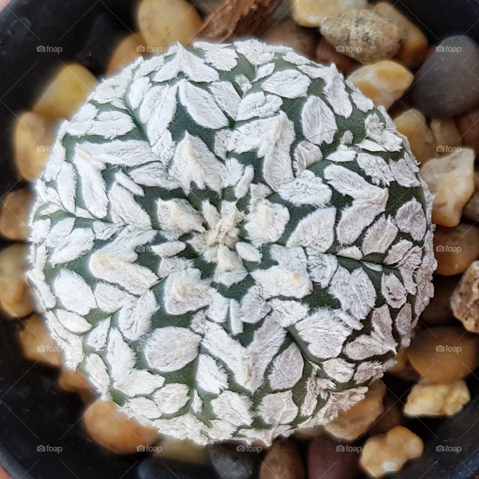 Cactus, Astrophytum asterias Super kabuto V type