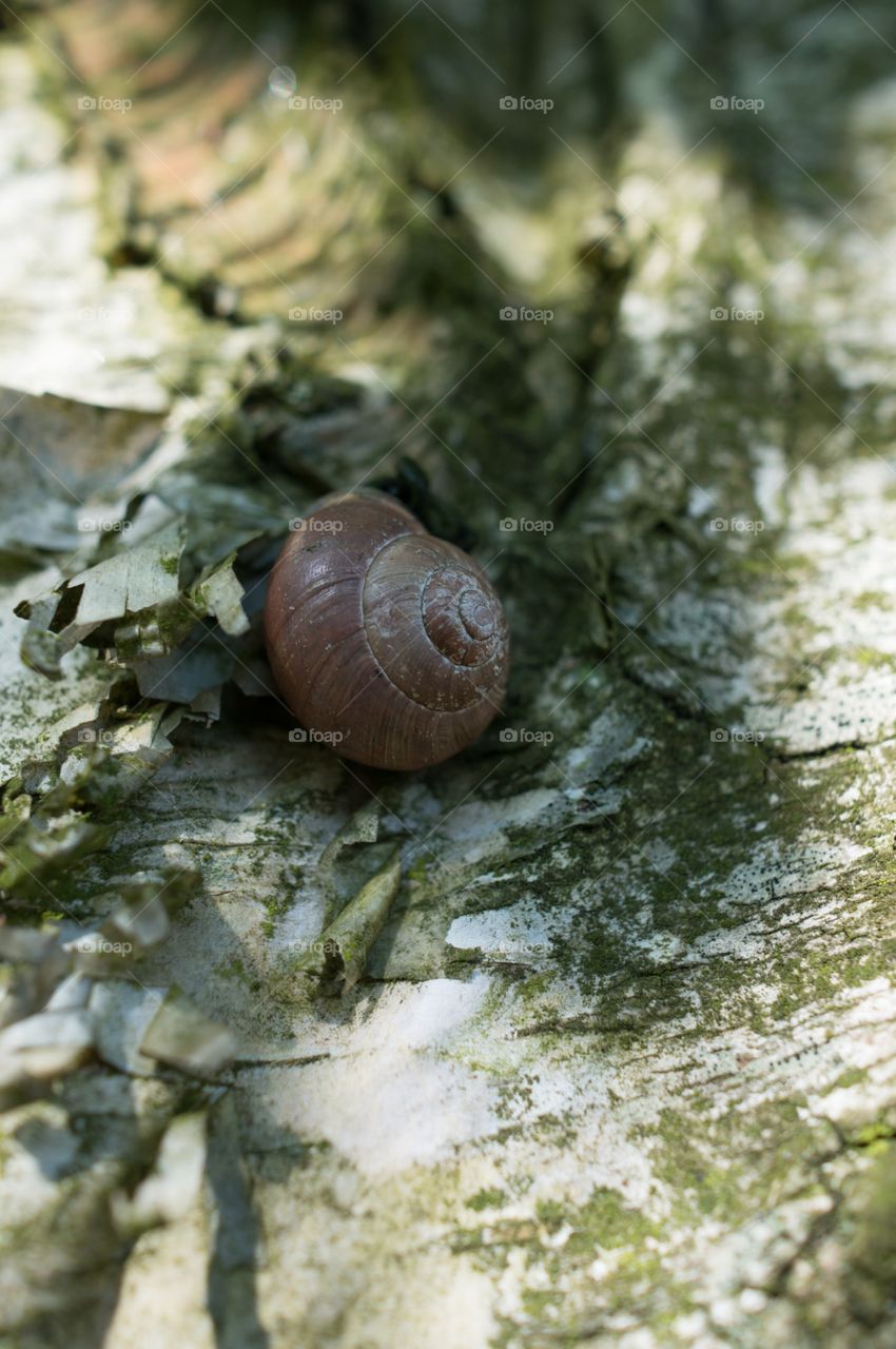 Snail 