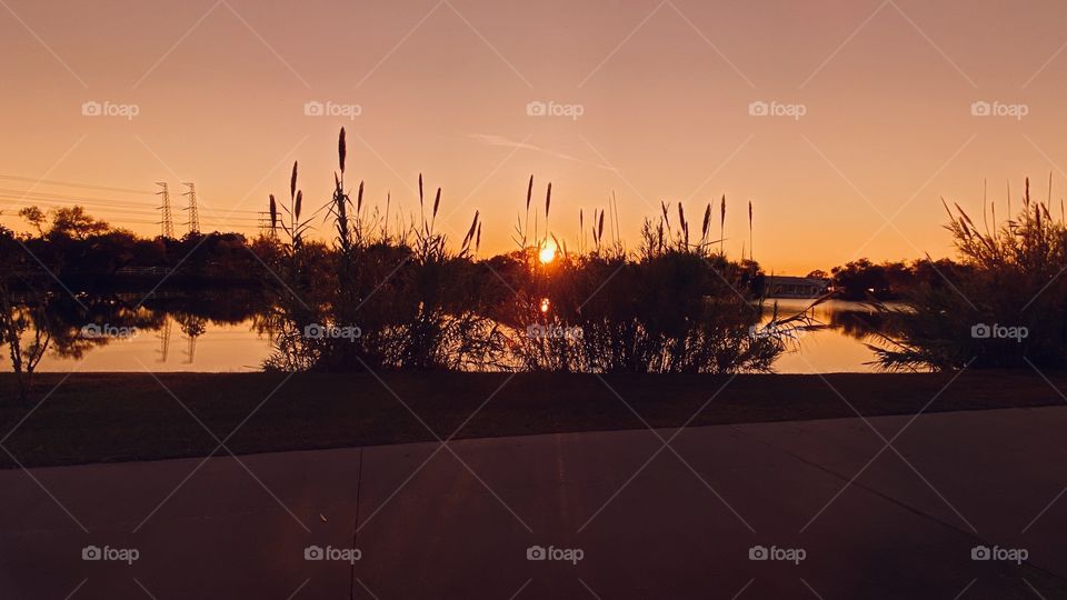 Now to Our feast of Cat Tails that has lasted throughout Spring, Summers Scorching Heat, now Fall’s rains and on the way to end it’s time in Glory.