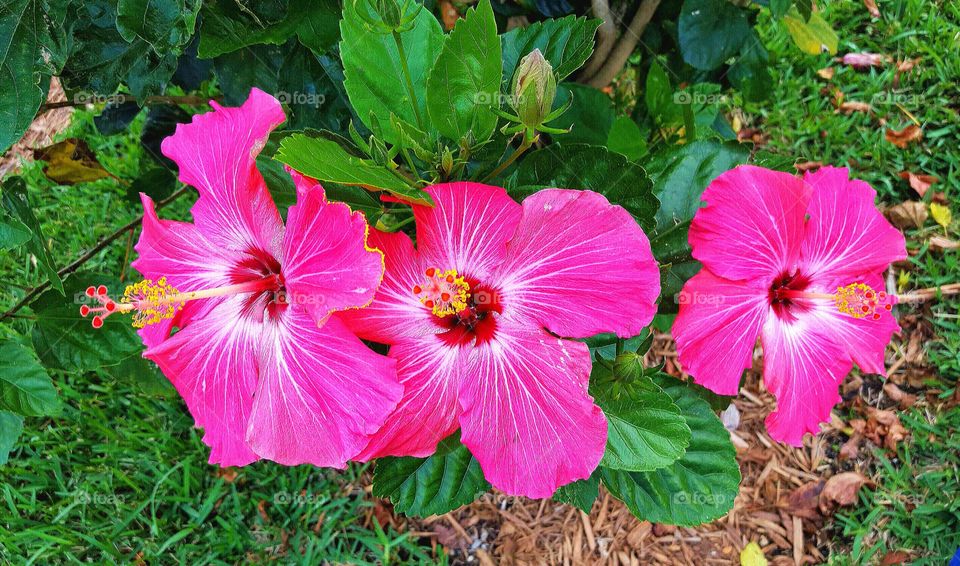 pink hibiscus