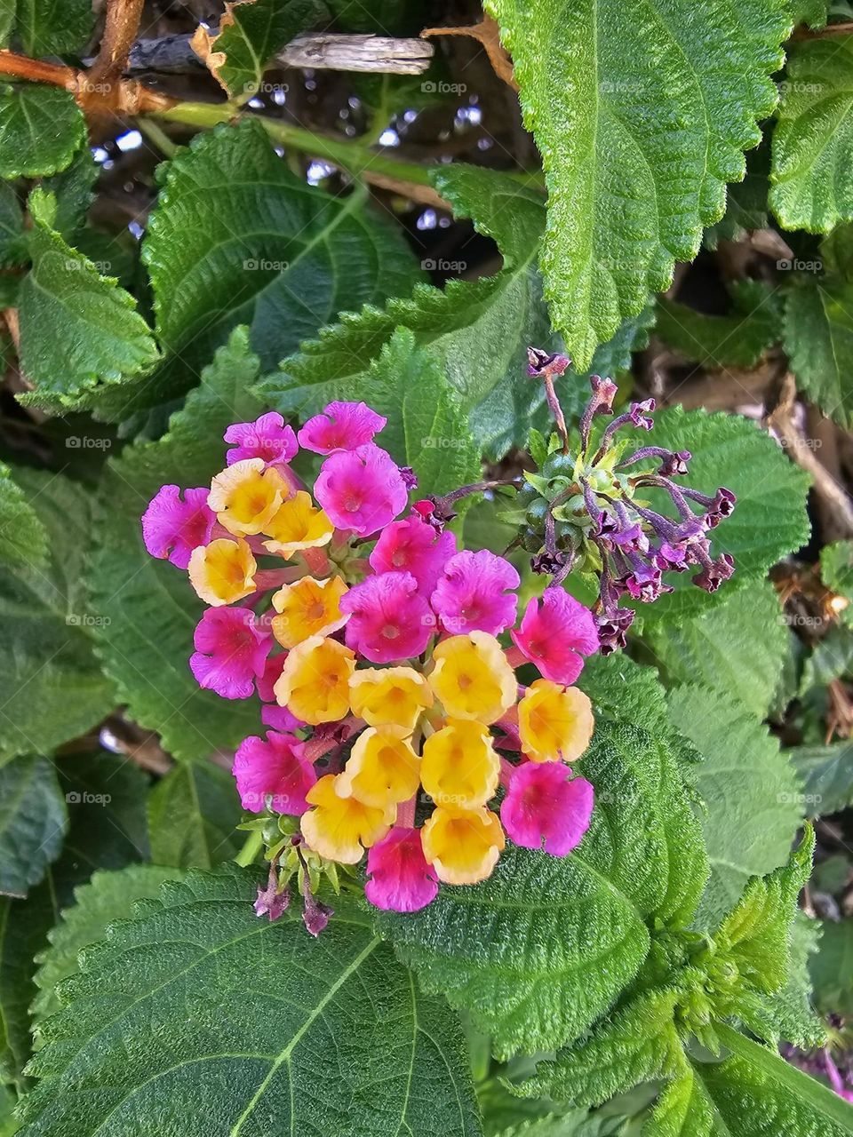 Flores rosa y amarilla