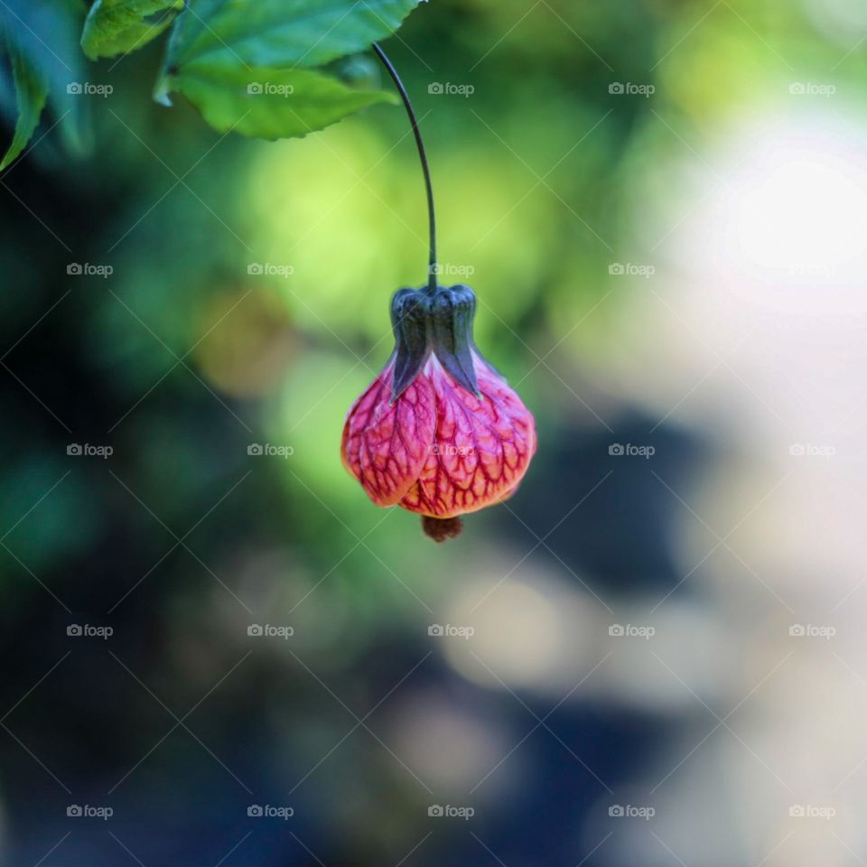 bell flower