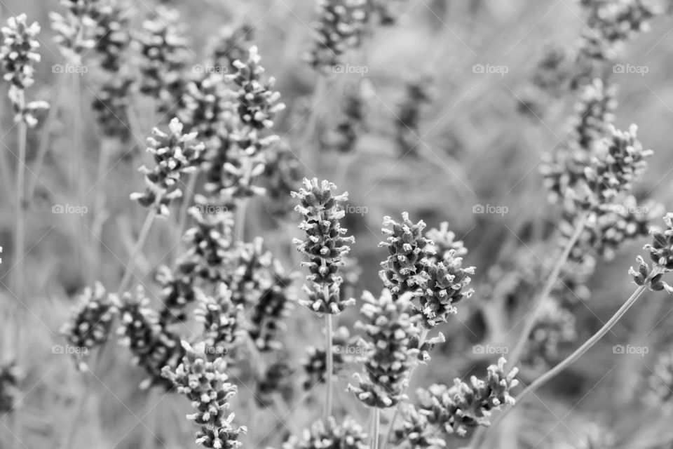 Field of flowers , monochrome 
