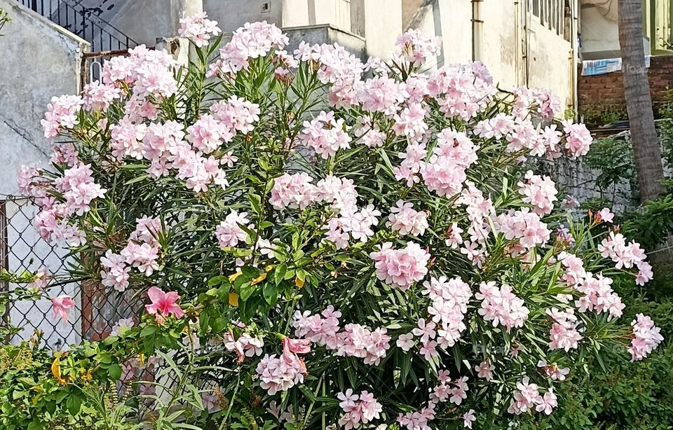 Rare Oleander