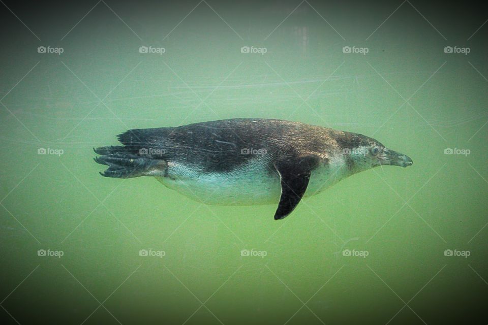 Humboldt penguin swimming under water