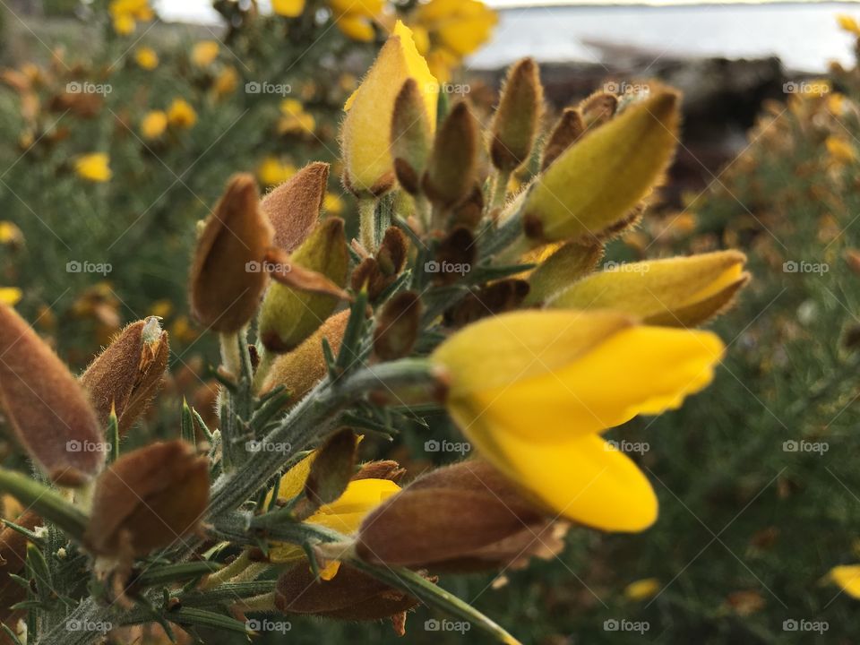 Yellow flowers 