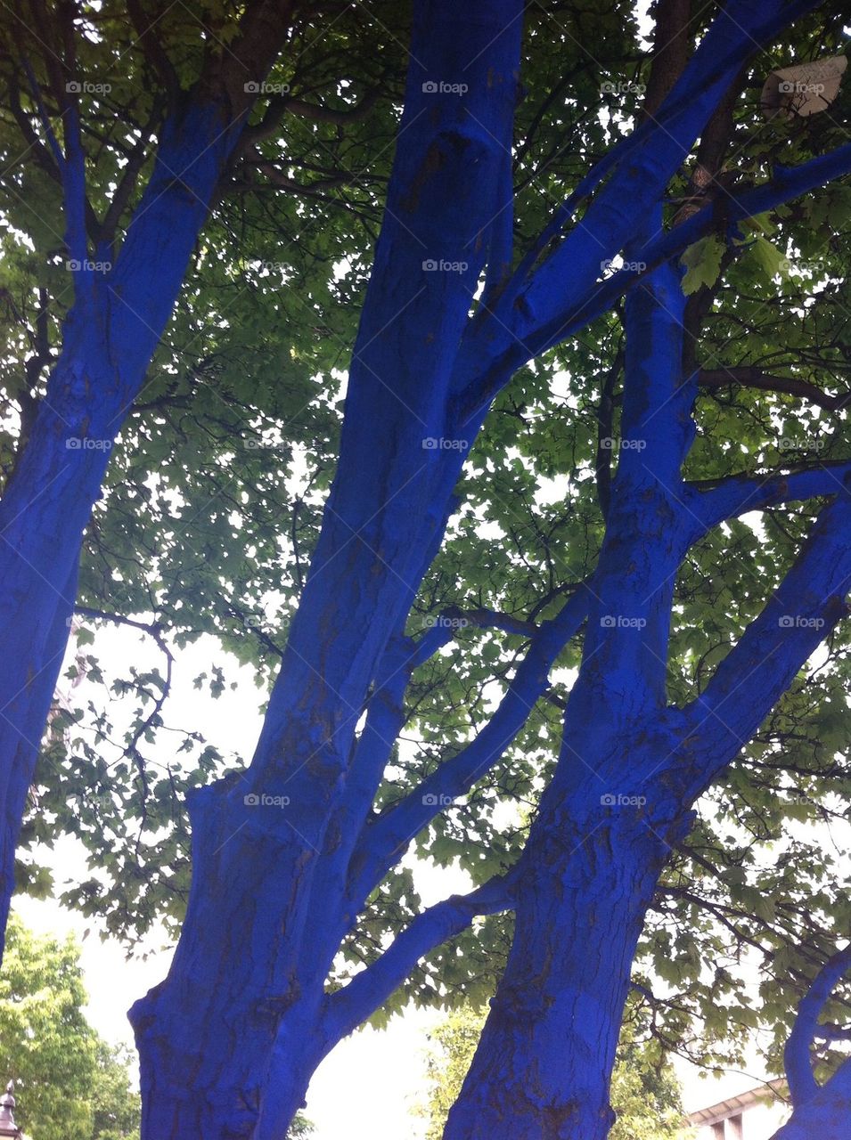 Blue trees