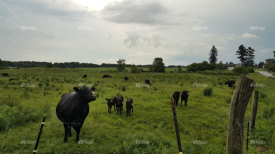 Country Cows
