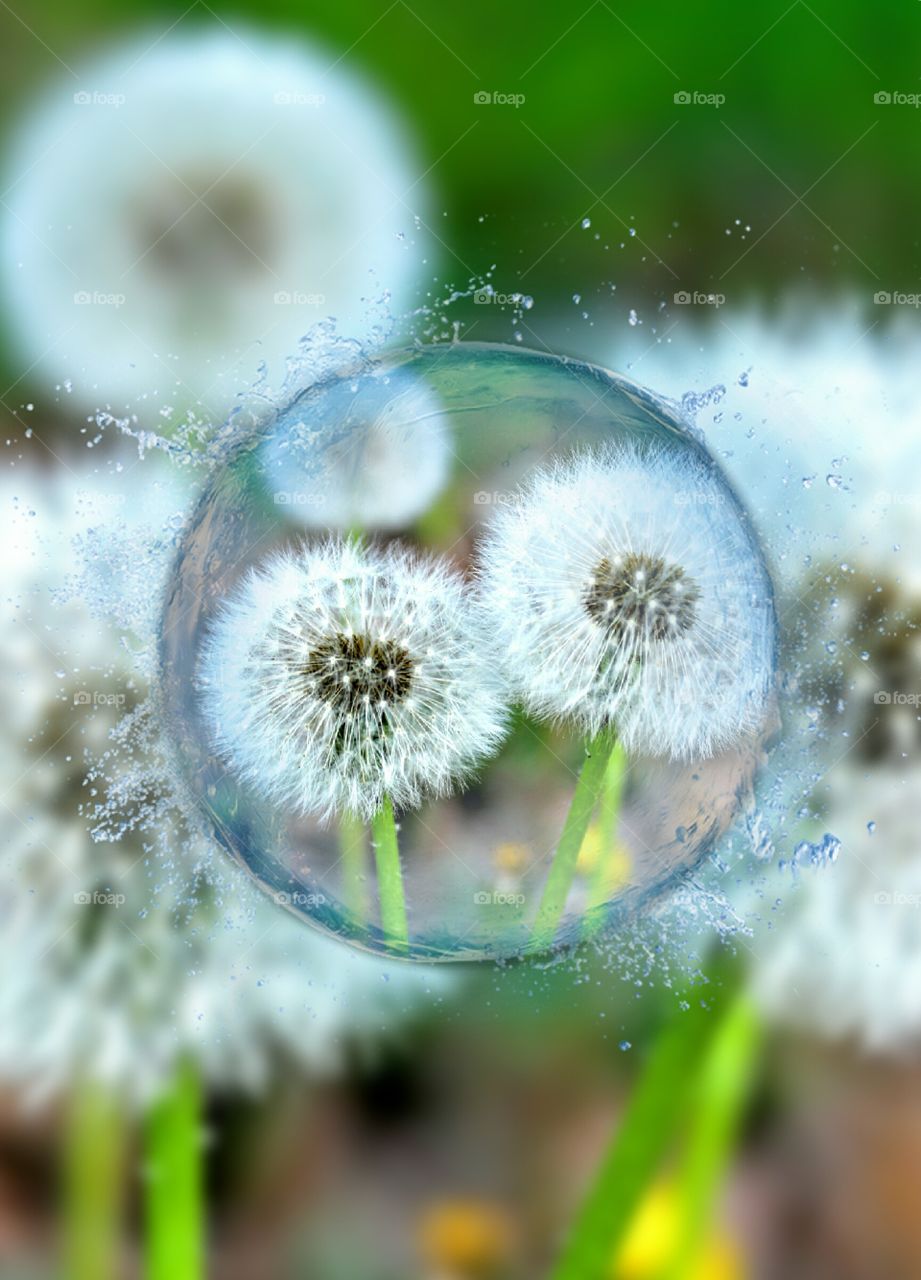 dandelion flowers