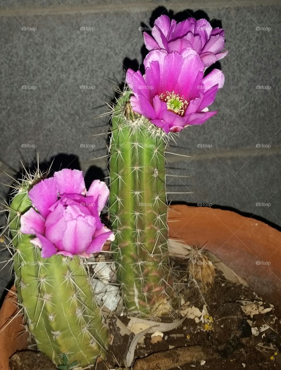 Cactus Passion