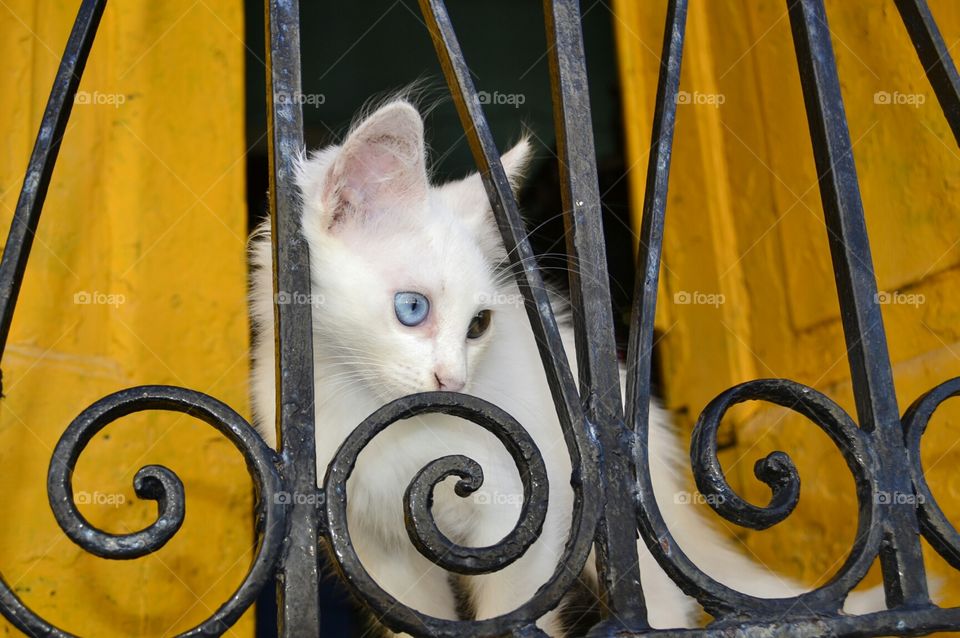 Cat with heterochromia