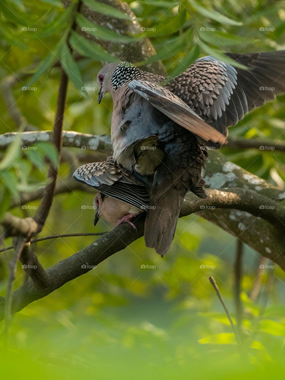 A beautiful pair of dove expressing their feelings