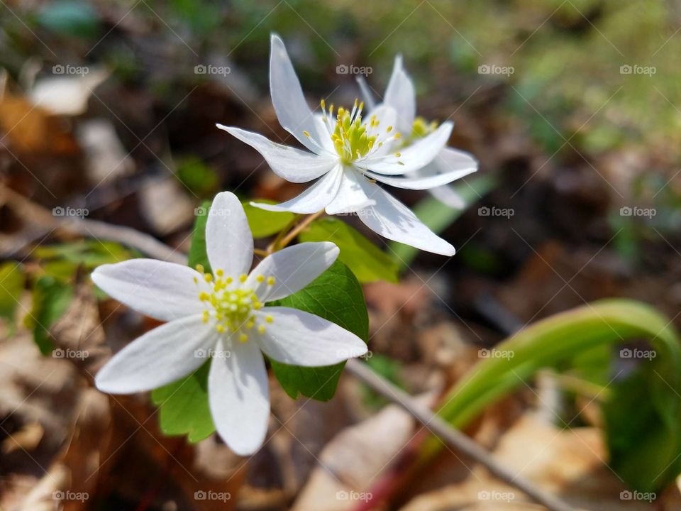 Spring flowers