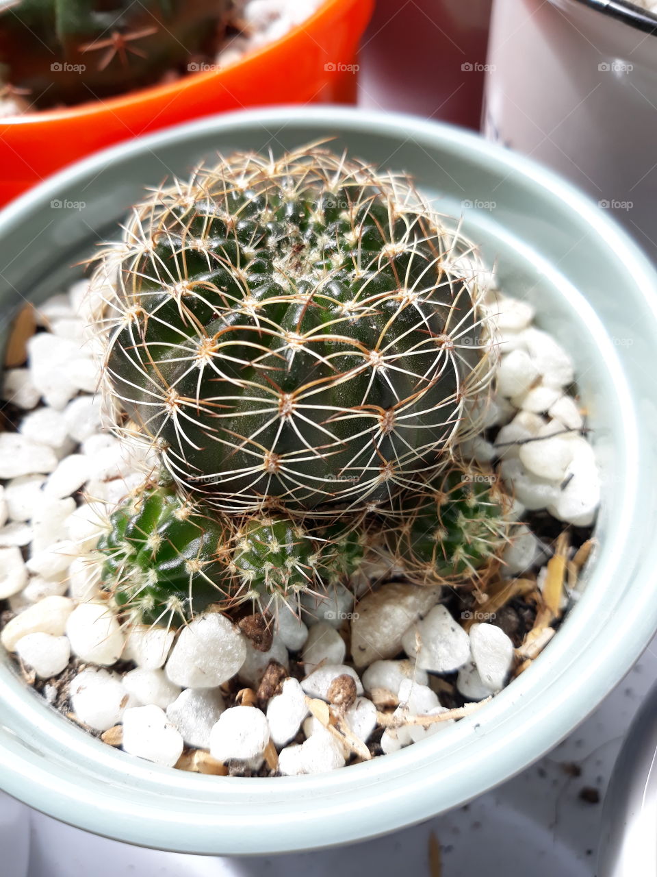 Cactus babies