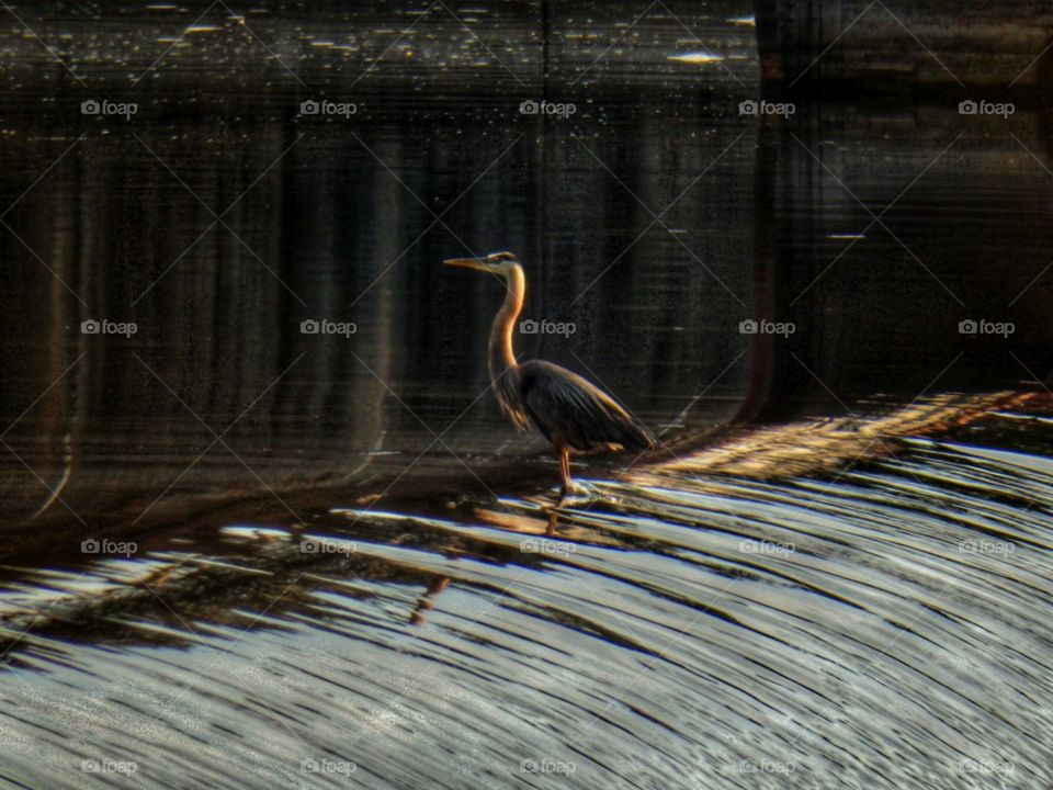 Heron on Dam