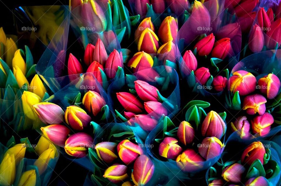 spring needs tulips