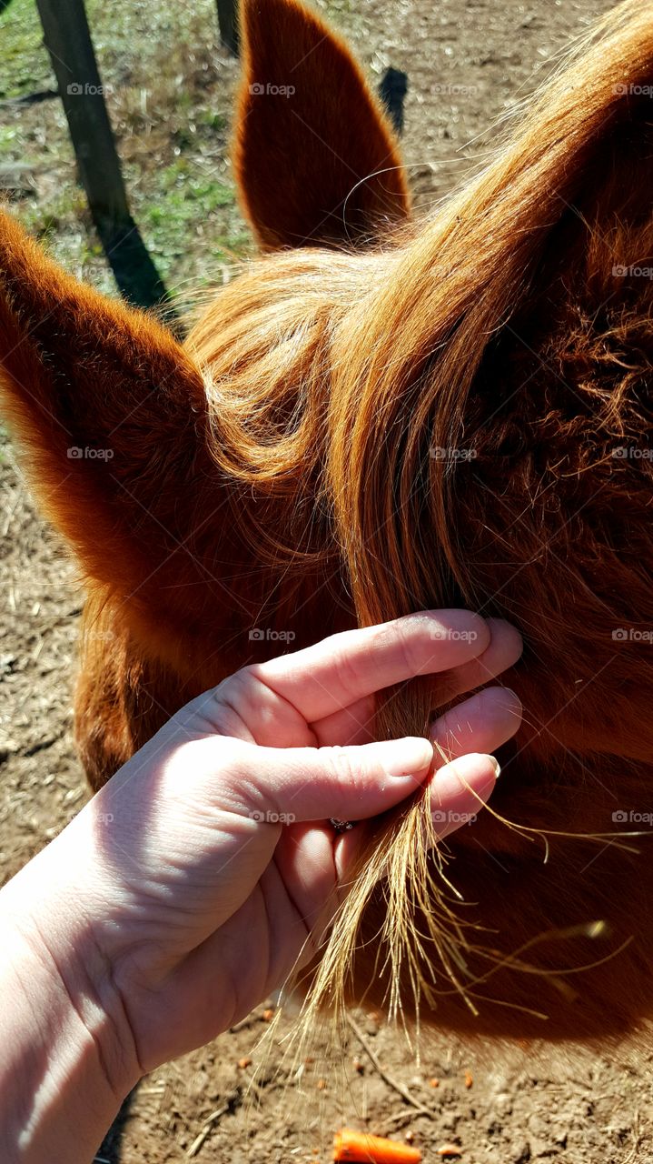 Horse Haircut
