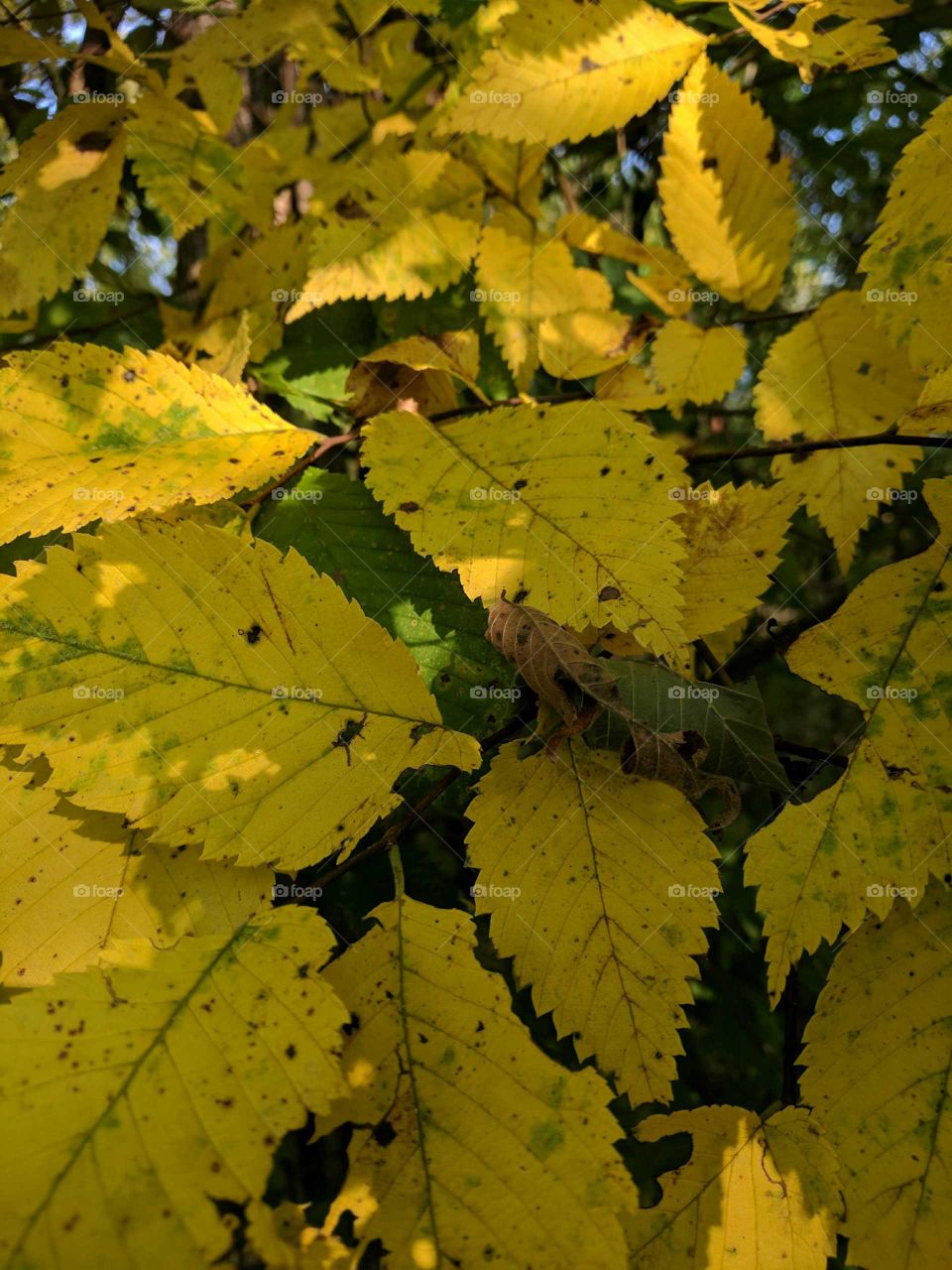 autumn leaves