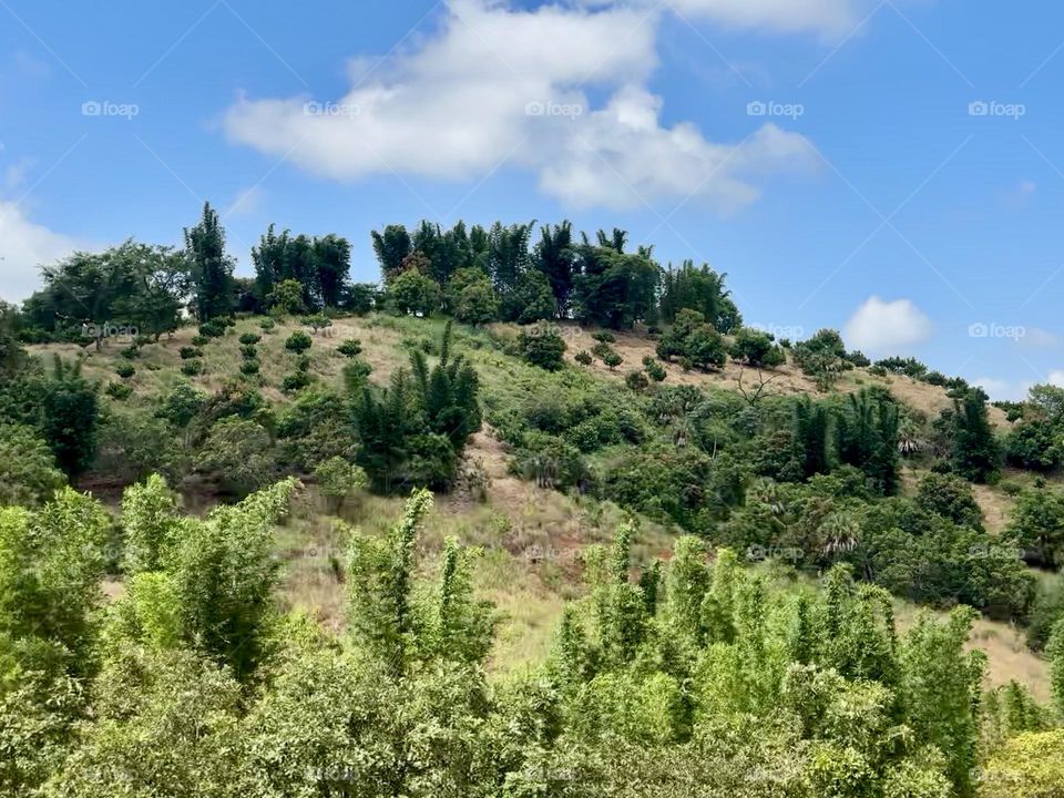 Beautiful landscape of a mountain with green trees and vegetation with the cloudy sky at the background.