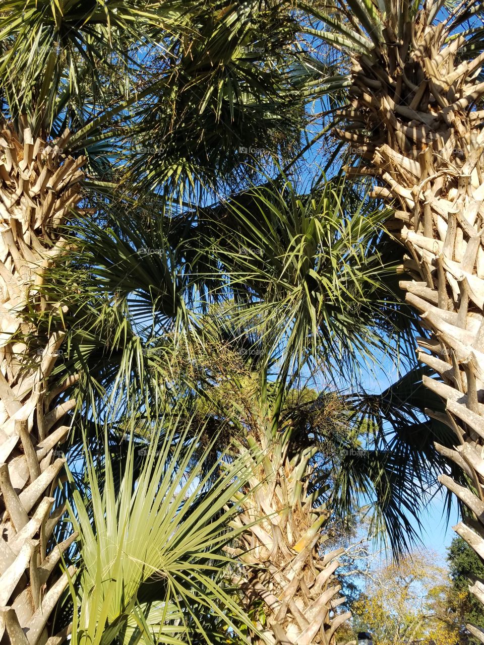 Palm Trees